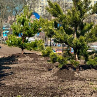 У Києві розікрали майже 7 мільйонів на «ґрунтосуміші для парків»: на лаві підсудних директор фірми і колишній керівник КП